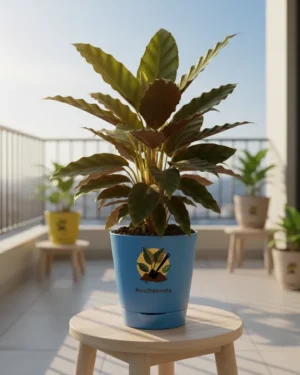 Calathea Rufibarba – Furry Feather Plant