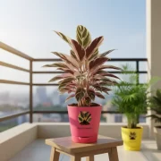 Calathea Triostar – Pink & Green Indoor Plant