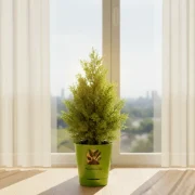 Thuja Plant – Compact Evergreen Plant