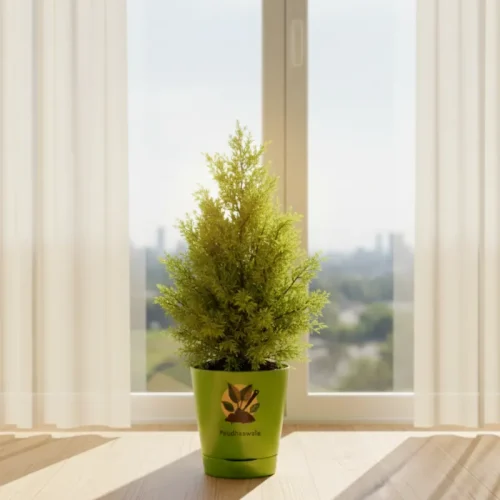Thuja Plant – Compact Evergreen Plant