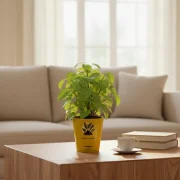 Betel Leaf Plant – Medicinal & Fragrant Plant