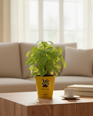 Betel Leaf Plant – Medicinal & Fragrant Plant