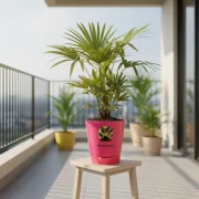 China Palm – Tropical Indoor Palm