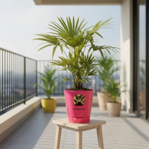 China Palm – Tropical Indoor Palm