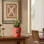 Snake Plant Golden Hahnii – Indoor Air Purifier