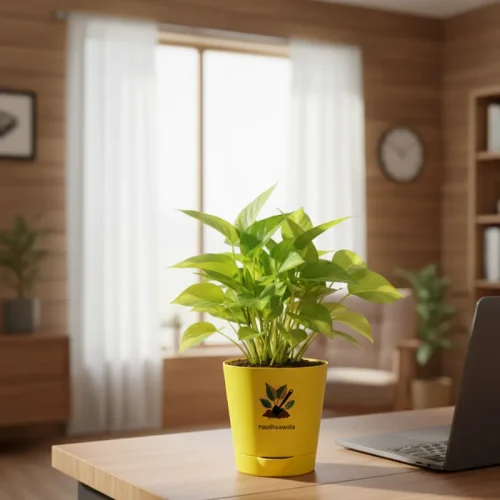 Golden Money Plant With Self Watering Pot