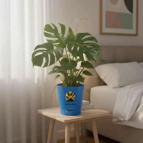 Monstera Deliciosa – Swiss Cheese Plant