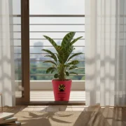 Calathea Palm – Decorative Indoor Palm