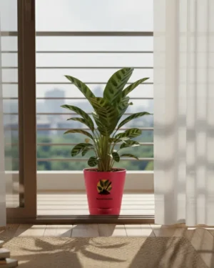 Calathea Palm – Decorative Indoor Palm