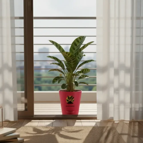 Calathea Palm – Decorative Indoor Palm