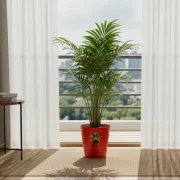 Rhapis Palm – Lady Palm Indoor Plant