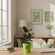 Black Rubber Plant – Elegant Indoor Plant