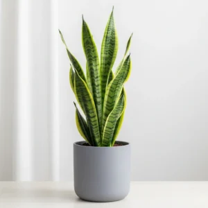 Monstera Deliciosa Plant