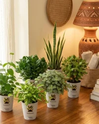 Bedroom Air Filter Bundle (Set of 6)