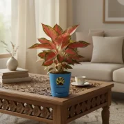 Aglaonema Red Lipstick Plant With Self Watering Pot