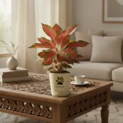 Aglaonema Red Lipstick Plant With Self Watering Pot