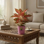 Aglaonema Red Lipstick Plant With Self Watering Pot