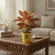 Aglaonema Red Lipstick Plant With Self Watering Pot