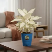 Aglaonema Snow White with Self Watering Plant