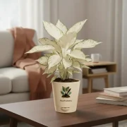 Aglaonema Snow White with Self Watering Plant