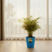 Areca Palm – Indoor Air Purifying Palm