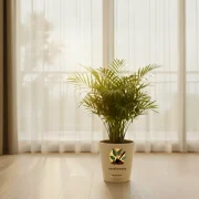 Areca Palm – Indoor Air Purifying Palm