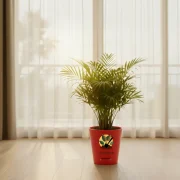 Areca Palm – Indoor Air Purifying Palm