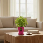 Betel Leaf Plant – Medicinal & Fragrant Plant