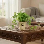 Broken Heart Plant – Decorative Indoor Vine