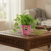 Broken Heart Plant – Decorative Indoor Vine