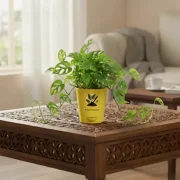 Broken Heart Plant – Decorative Indoor Vine