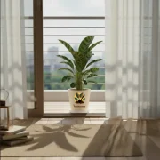 Calathea Palm – Decorative Indoor Palm