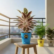 Calathea Triostar – Pink & Green Indoor Plant