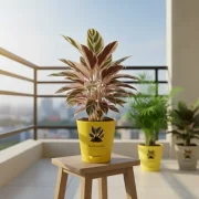 Calathea Triostar – Pink & Green Indoor Plant