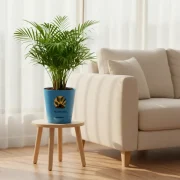 Chamaedorea Palm – Bamboo Palm Indoor Plant