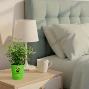 China Doll Plant – Compact Indoor Plant