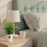 China Doll Plant – Compact Indoor Plant