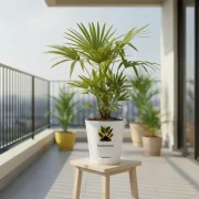 China Palm – Tropical Indoor Palm