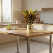 Croton Petra – Colorful Indoor Decorative Plant