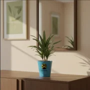Dracaena Draco – Dragon Tree Indoor Plant