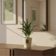 Dracaena Draco – Dragon Tree Indoor Plant