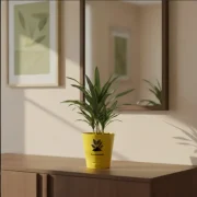 Dracaena Draco – Dragon Tree Indoor Plant