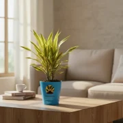 Dracaena Lemon Lime – Fresh Green Indoor Plant