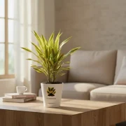 Dracaena Lemon Lime – Fresh Green Indoor Plant