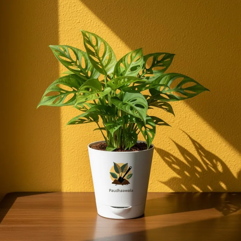 Indoor - paudhaawala.com