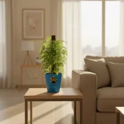 Money Mostik – Lucky Indoor Plant