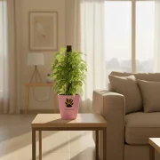 Money Mostik – Lucky Indoor Plant