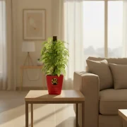 Money Mostik – Lucky Indoor Plant