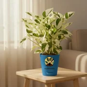 Money Plant N’Joy – Variegated Indoor Plant