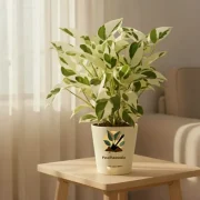 Money Plant N’Joy – Variegated Indoor Plant